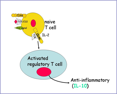 CD46  multiple sclerosis 