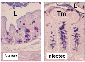 Innate immunity in the large intestine - Figure 2