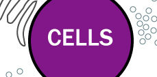 Cells :  Bite-Sized Immunology | British Society Immunology 