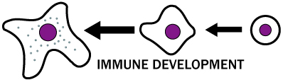 Immune development | Bite-Sized Immunology 