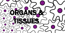 Organs & Tissues | Bite-Sized Immunology 