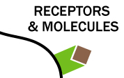 Receptors & Molecules | Bite-Sized Immunology 
